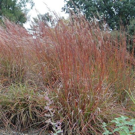 Little Bluestem Grass Seeds, Schizachyrium scoparium | American Meadows