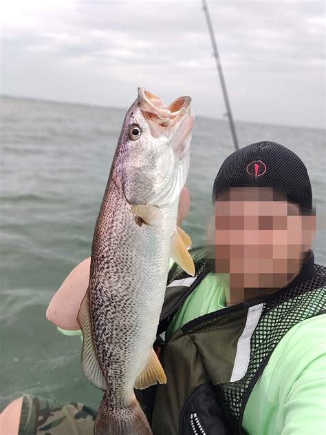 Weakfish bonanza - Cynoscion regalis (CT, USA) : r/kayakfishing