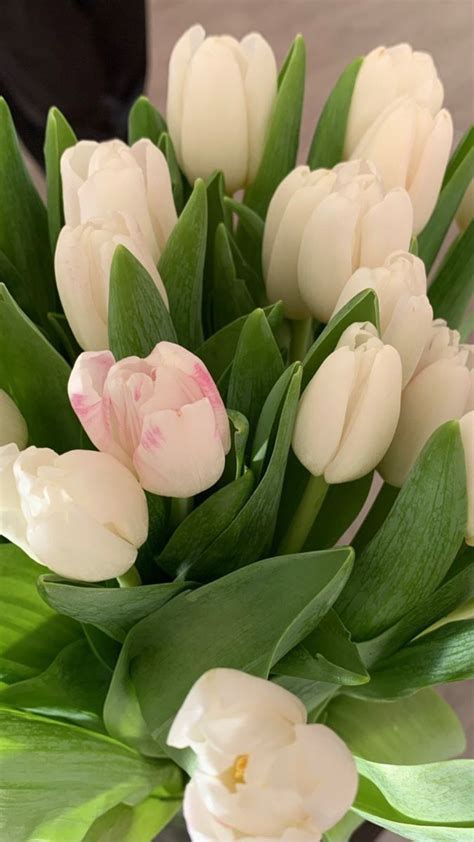 Пин от пользователя ~Jennyfer~ на доске Fleurs | Тюльпаны, Цветы, Белые ...