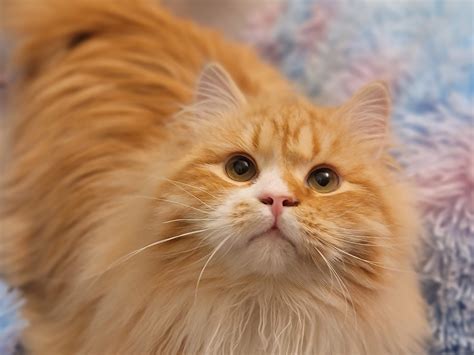 Prekrasne Siberian Cats | Phoenix AZ