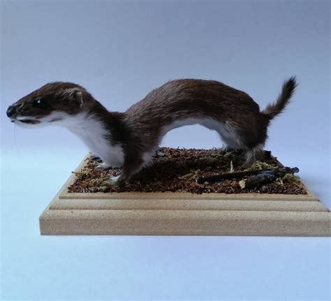 #mustelidae on Tumblr