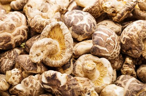 Shiitake účinky na zdraví: Výhody těchto starobylých hub | Vitaherbals.cz