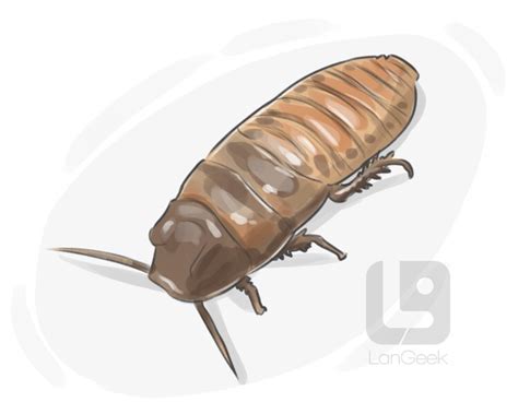 definition meaning  giant cockroach picture dictionary