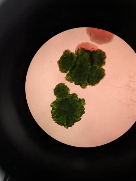 red bacteria rmicrobiology