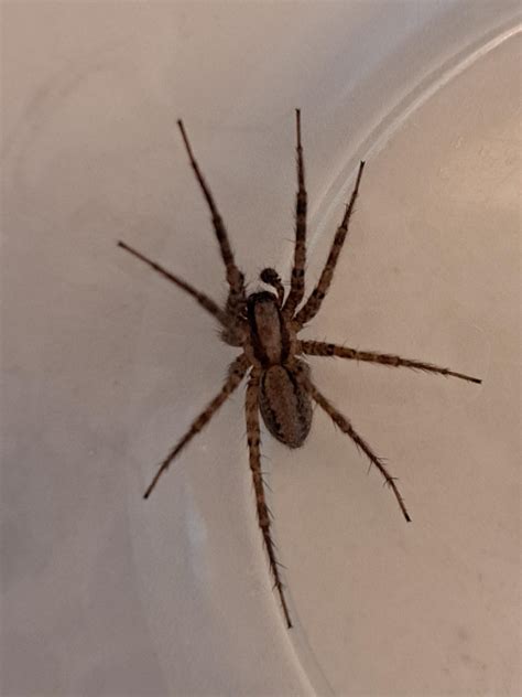 Brown recluse? : r/spiders