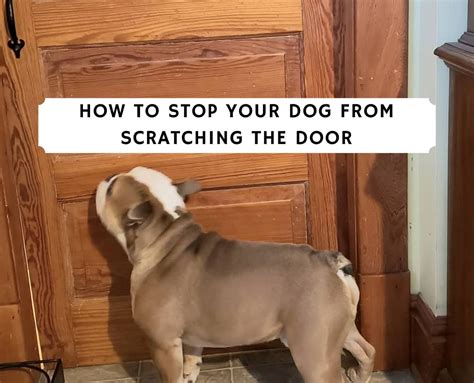 how to stop dogs from scratching doors