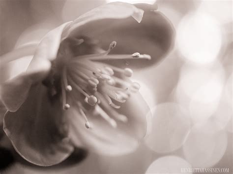 Helleborus