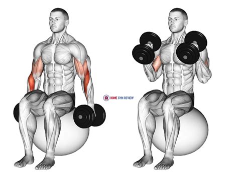 Dumbbell Hammer Curl on Exercise Ball - Home Gym Review