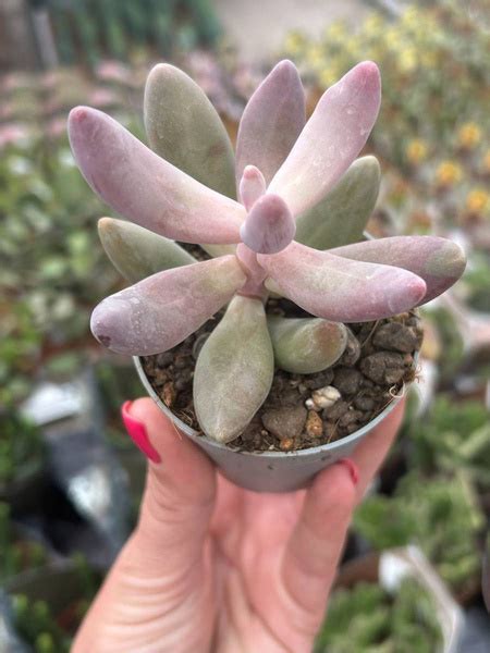 Pachyphytum ganzhou | Succulents \ Pachyphytum | Kaktusy, sukulenty i ...