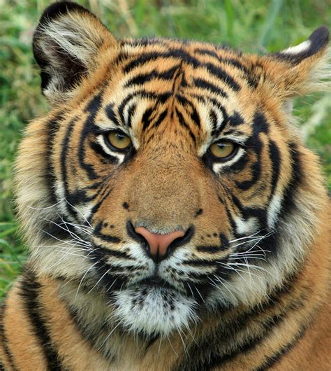 10.000+ melhores imagens de Tigres · Download 100% grátis · Fotos