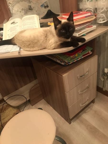 Помогите пожалуйста! пропала кошка сиамской породы-помесь, не ...