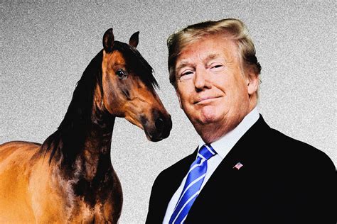 How to Become an Equine Lawyer: A Comprehensive Guide - Multy Press