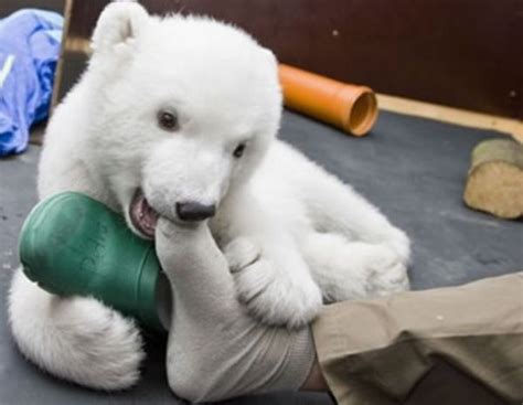 22 Animals That Are Trying Hard To Look Tough