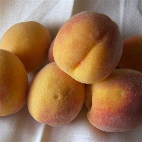 Elberta Peach - Van Wilgen's Garden Center