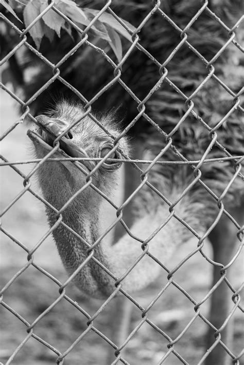 940+ Fotos y Imágenes de Veterinario Gratis · Banco de Fotos Gratis