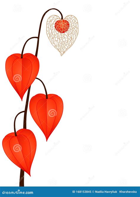 Physalis Also Known As Chinese Lantern Plant With Roots On A White