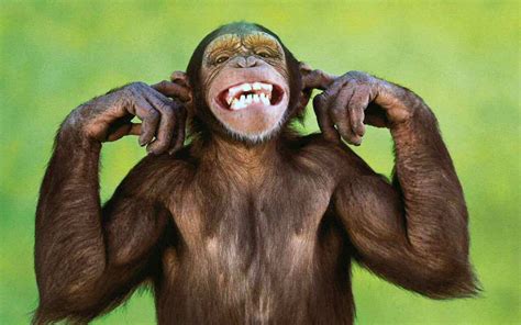 Monkey New Lovely Funy Images 2013 | Beautiful And Dangerous Animals ...