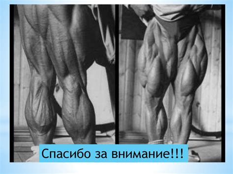 Мышцы бедра и как их развивать - презентация онлайн