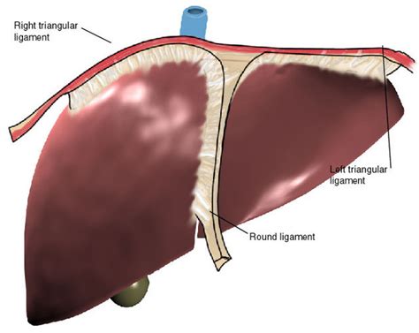 Falciform Ligament - Location, Function, FAQs and Pictures