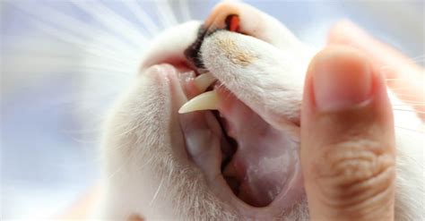 cat teeth        animals