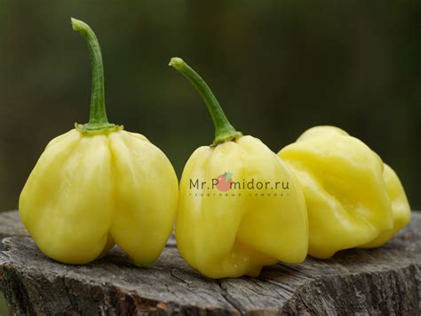 Острый перец Habanero White Giant - Сортовые семена Mr.Pomidor