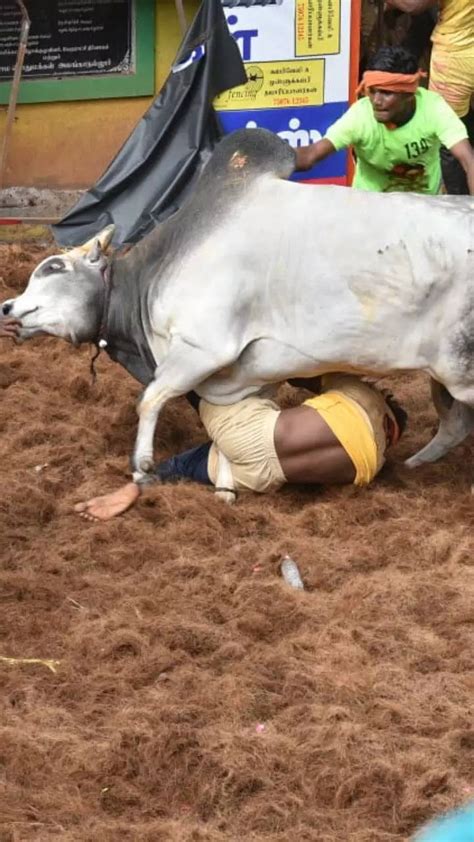 Alanganallur Jallikattu News: Jallikattu in Alanganallur captivates as ...