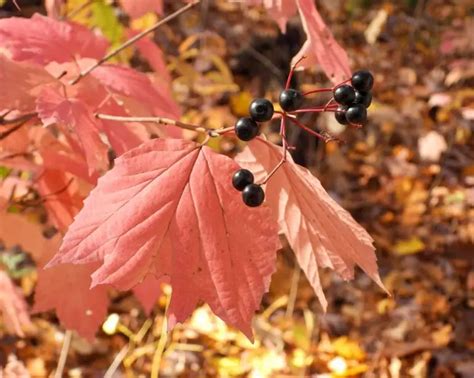 A Beginner's Guide to Native Viburnums - The Plant Native