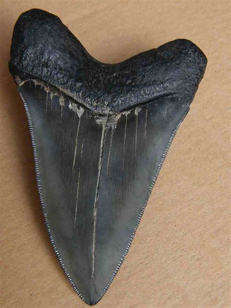 fossils - The Fossil Forum