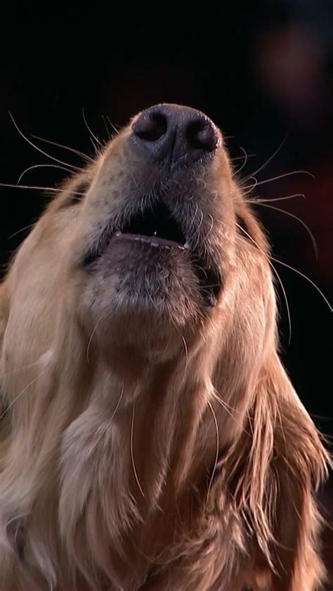 Roni Sagi & her Dog Rhythm Wow The Judges on AGT! | Adorable Dog ...
