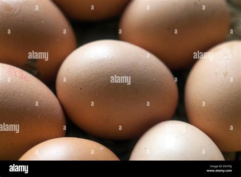hen  egg  res stock photography  images alamy