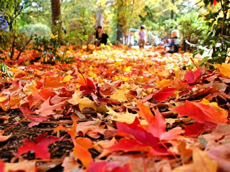 leave  leaves