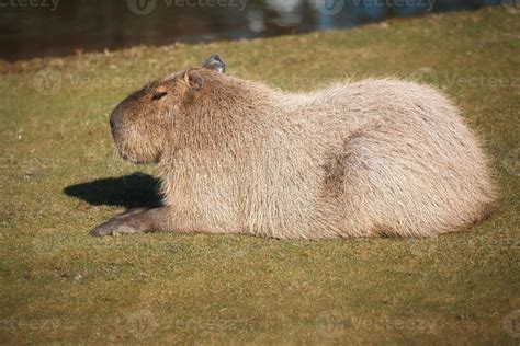 capybara lies   meadow large rodent  south america mammal