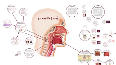 La cavità orale by Giulia Gabrielli on Prezi
