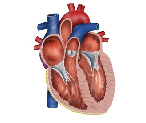 Cuore - SanchiRenit