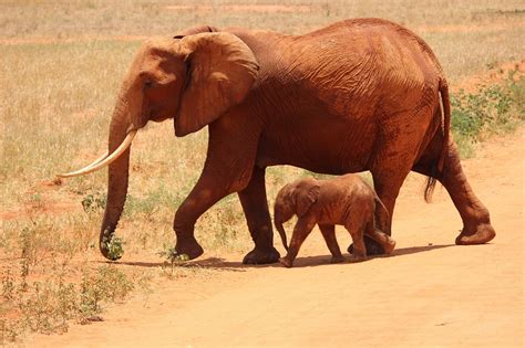 Elephant Cub Tsavo - Free photo on Pixabay - Pixabay