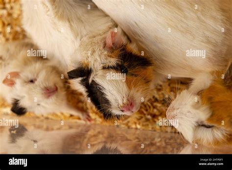 Domestic Guinea Pig Stock Photo - Alamy