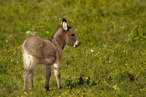 Mule - A-Z Animals