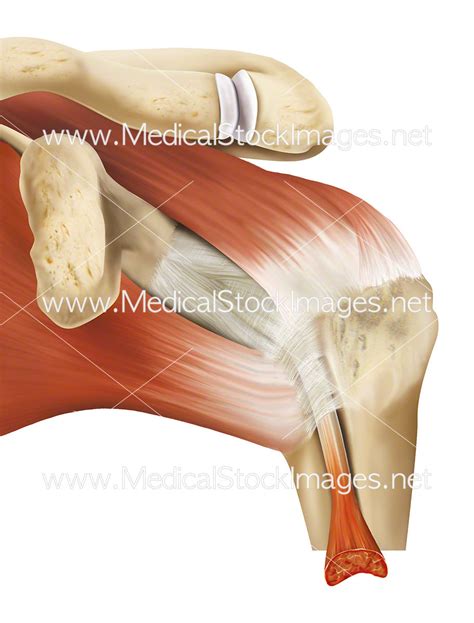 healthy joint capsule  shoulder medical stock images company