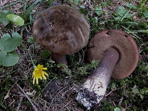 Порфировик порфировоспоровый (Porphyrellus pseudoscaber) фото и описание