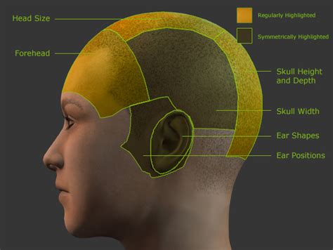 Head Morphing Anatomy