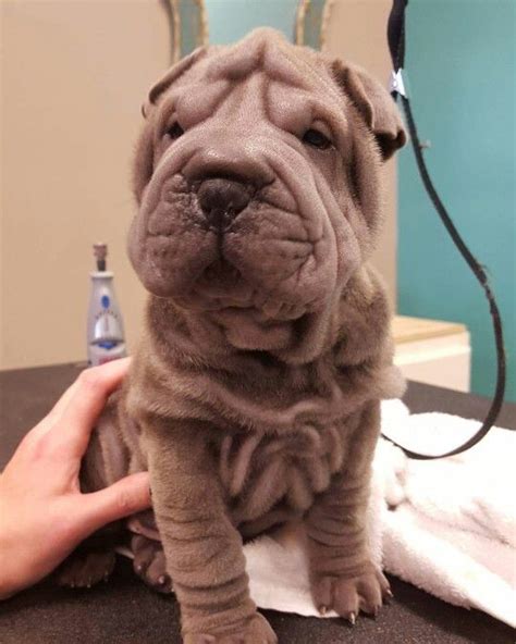 Pin by Kaye Smith on Snuggly Shar Pei 2 | Shar pei, French bulldog, Bulldog