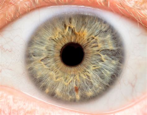 Understanding the Human Eye: Anatomy and Function