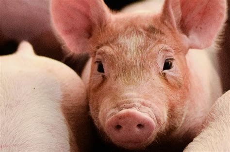 Корм для свиней в домашних условиях: чем и как кормить для быстрого роста