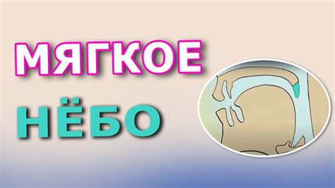 Мягкое нёбо - YouTube