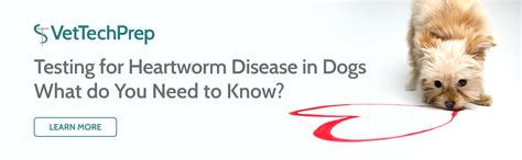 Do you know these 5 Facts about the Feline Heartworm Life Cycle?