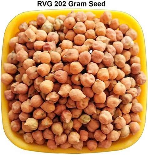 Brown Dried RVG 202 Gram Seed, For Food Processing, Packaging Type ...