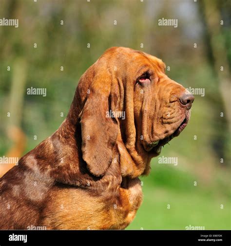 liver and tan bloodhound Stock Photo - Alamy