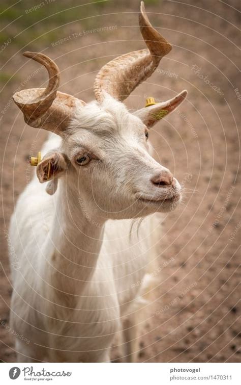 billy goat Animal - a Royalty Free Stock Photo from Photocase