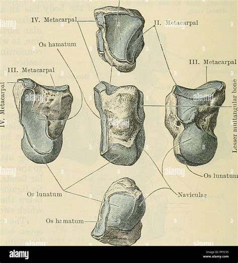 Transverse carpal ligament hi-res stock photography and images - Alamy