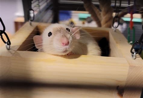 Sweet Delilah in her favorite spot | Scrolller